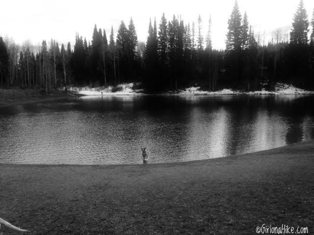 Hiking to Little Water Peak, Millcreek Canyon, Hiking in Utah with Dogs