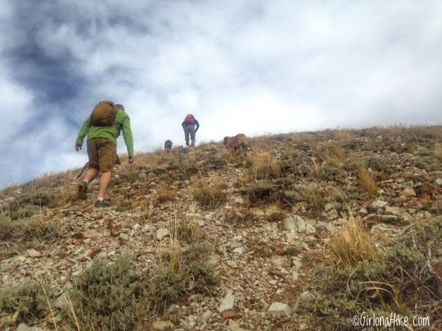 Hiking to Little Water Peak, Millcreek Canyon, Hiking in Utah with Dogs