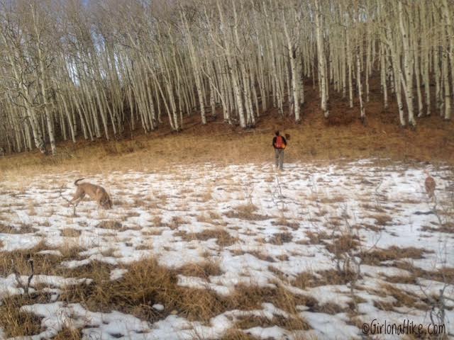 Hiking to Little Water Peak, Millcreek Canyon, Hiking in Utah with Dogs