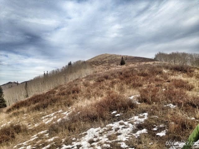 Hiking to Little Water Peak, Millcreek Canyon, Hiking in Utah with Dogs