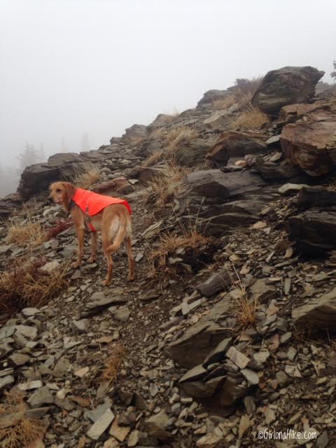 Hiking to Willard Peak & Ben Lomond Peak, Hiking in Utah with Dogs