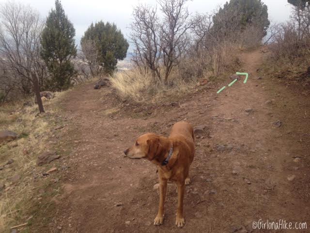 Hiking Mt. Olympus, Hiking in Utah with Dogs, Utah peak bagging