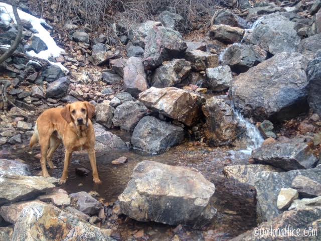 Hiking Mt. Olympus, Hiking in Utah with Dogs, Utah peak bagging