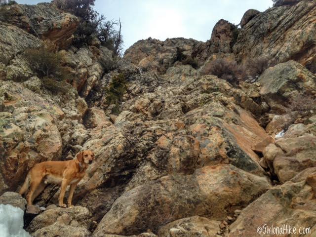 Hiking Mt. Olympus, Hiking in Utah with Dogs, Utah peak bagging