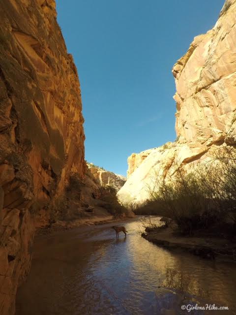 Hiking the Lower Hackberry Canyon Narrows, Cottonwood Road Scenic Byway, Grand Staircase-Escalante National Monument