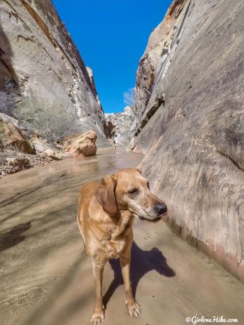 Hiking the Lower Hackberry Canyon Narrows, Cottonwood Road Scenic Byway, Grand Staircase-Escalante National Monument