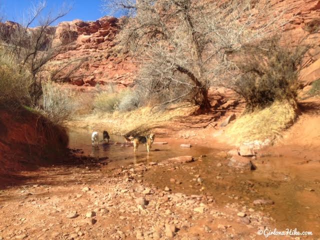 Hiking the Amasa Back Trail, Moab, Utah, Hiking in Utah with Dogs, Hiking in Moab with Dogs