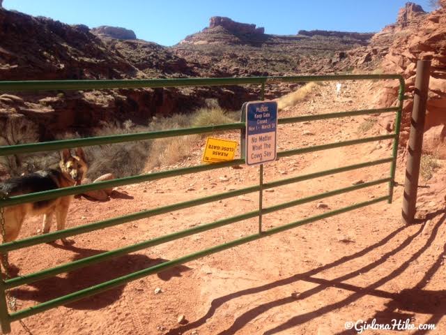 Hiking the Amasa Back Trail, Moab, Utah, Hiking in Utah with Dogs, Hiking in Moab with Dogs