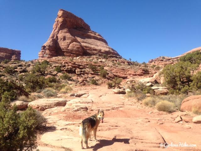 Hiking the Amasa Back Trail, Moab, Utah, Hiking in Utah with Dogs, Hiking in Moab with Dogs