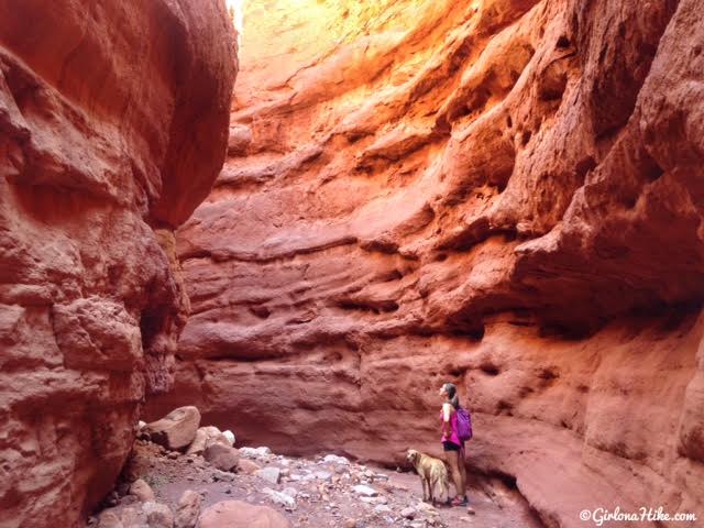 Hiking Mary Jane Slot Canyon, Moab, Hiking in Moab with Dogs, Slot Canyons in Moab