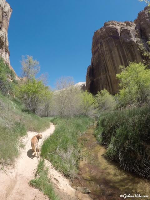 Lower Calf Creek Falls, Escalante, Utah