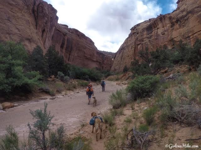 Backpacking Little Death Hollow/Wolverine Loop, Escalante, Utah,