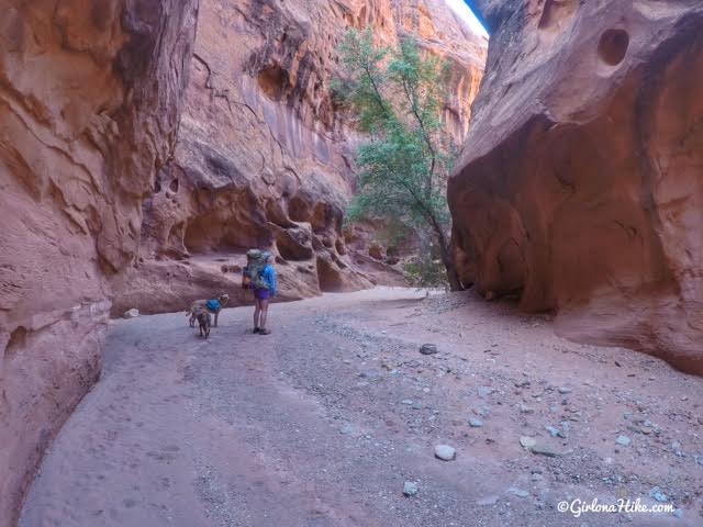 Backpacking Little Death Hollow/Wolverine Loop, Escalante, Utah,