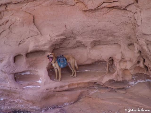 Backpacking Little Death Hollow/Wolverine Loop, Escalante, Utah,