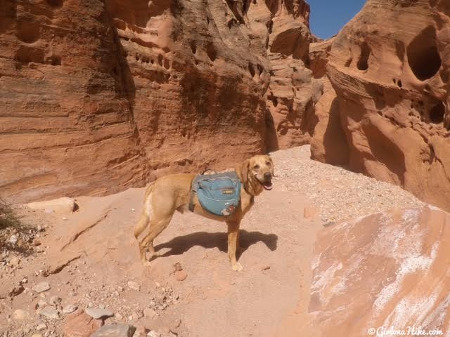 Backpacking Little Death Hollow/Wolverine Loop, Escalante, Utah,