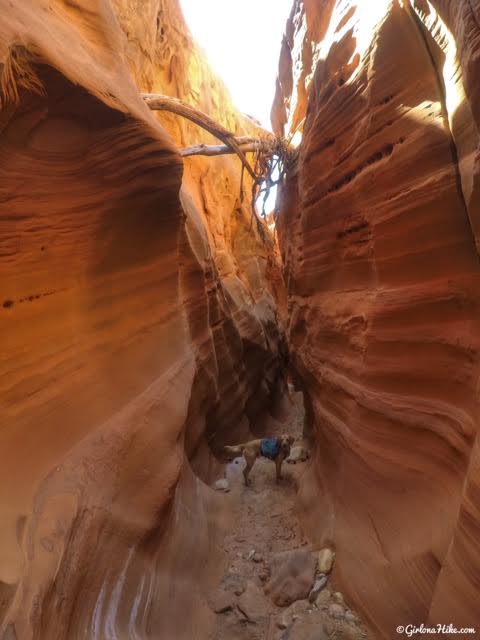 Backpacking Little Death Hollow/Wolverine Loop, Escalante, Utah,