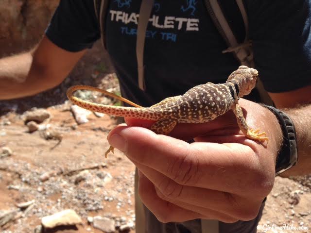 Backpacking Little Death Hollow/Wolverine Loop, Escalante, Utah,