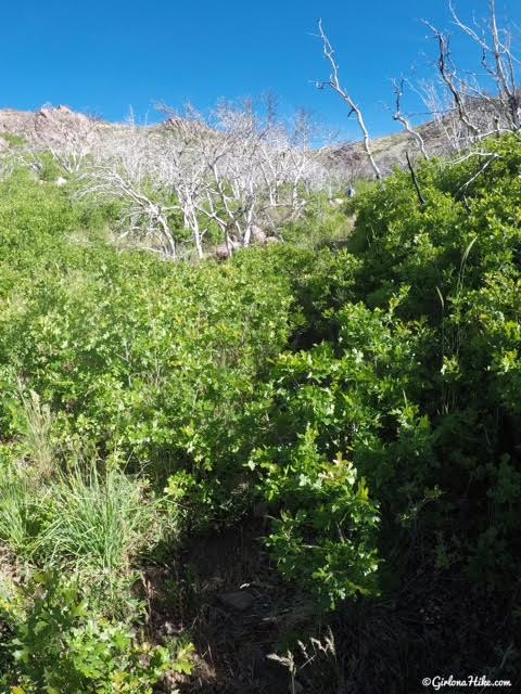 Hiking to Fool Creek Peak