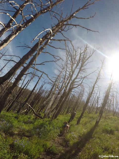 Hiking to Fool Creek Peak