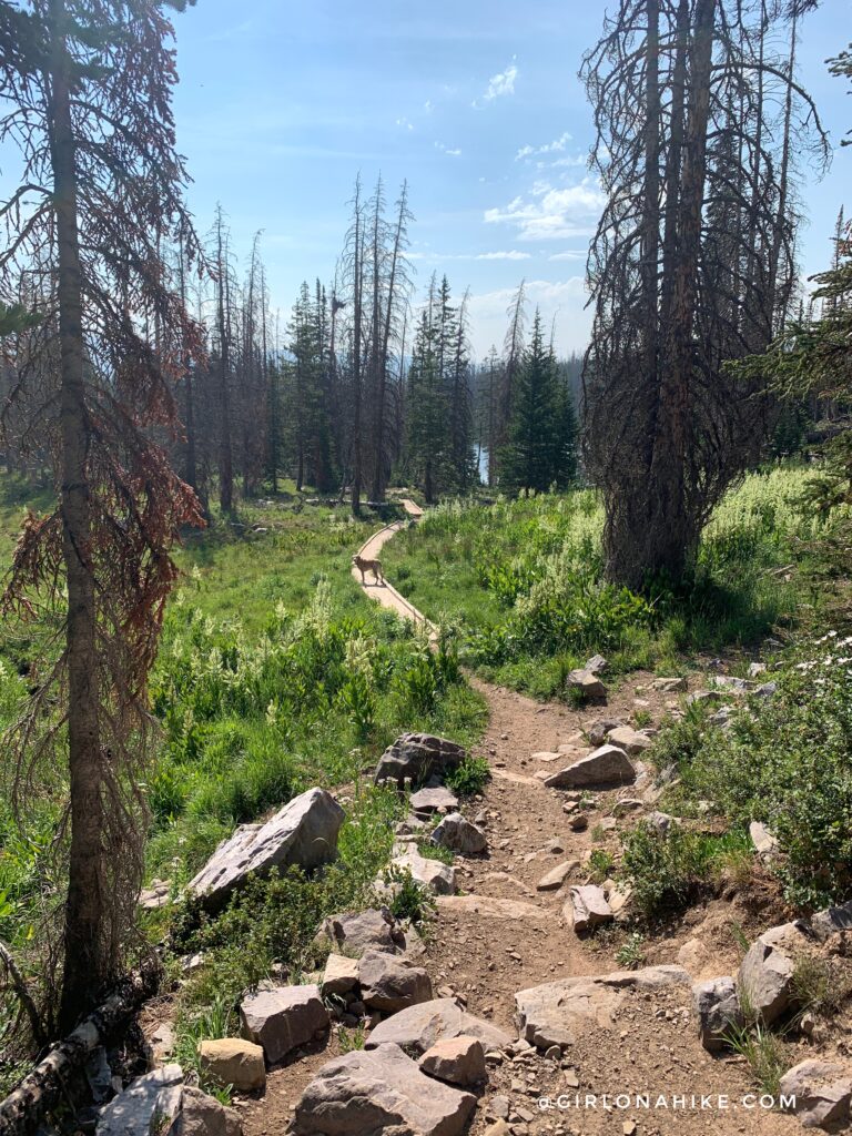 Hiking the Fehr Lake Trail, Uintas