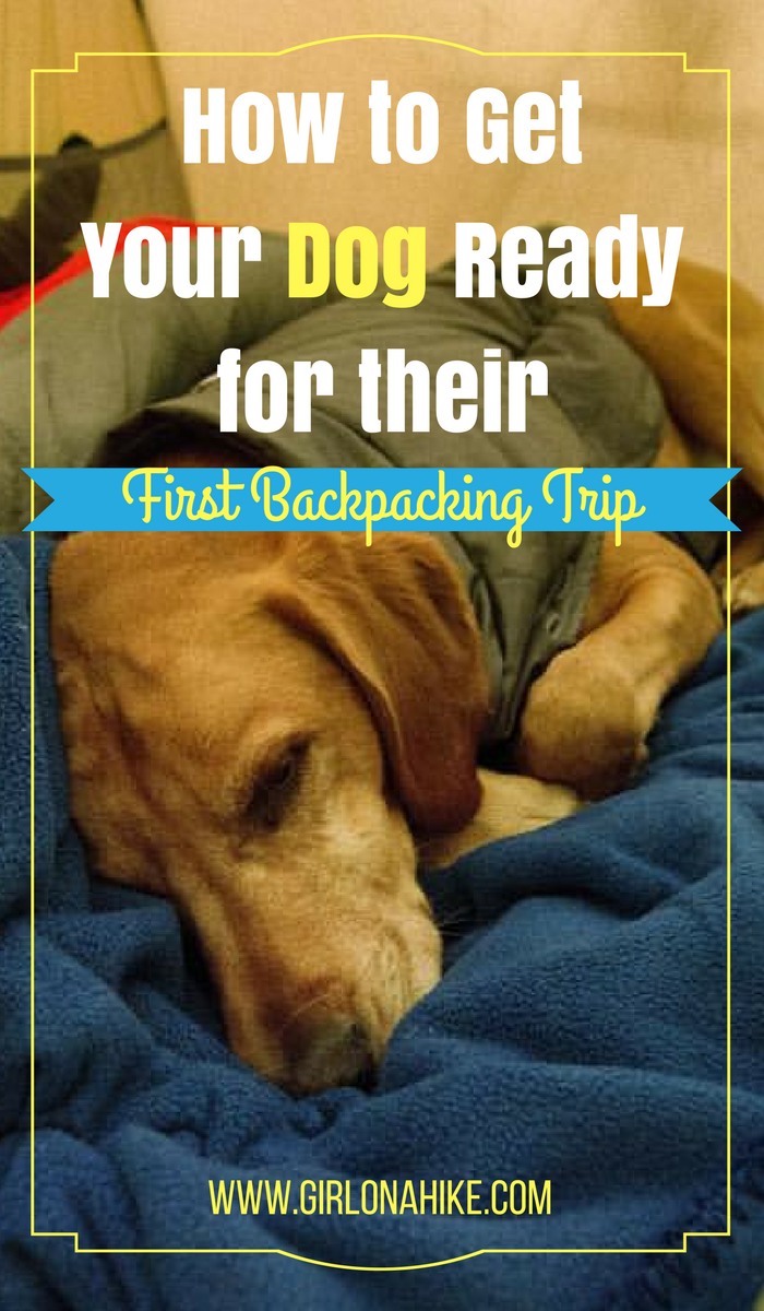 How to Get your Dog Ready for Their First Backpacking Trip!