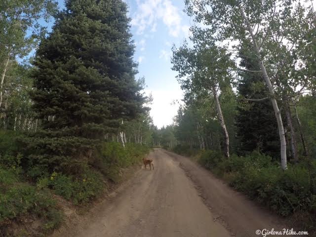 Hiking to Mill Canyon Peak, American Fork Canyon