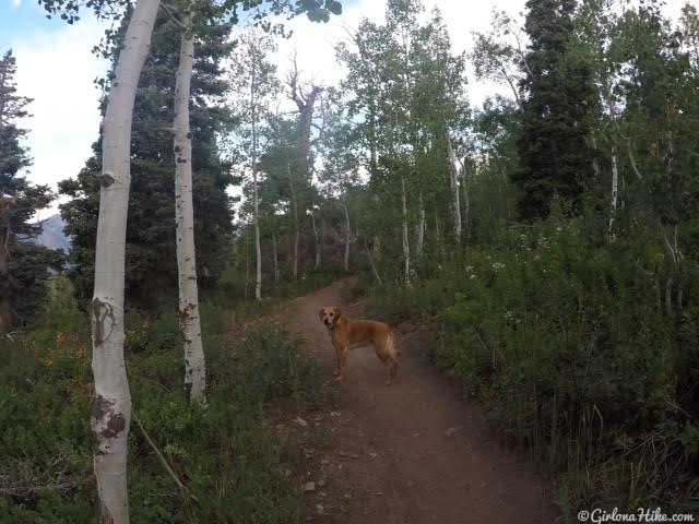 Hiking to Mill Canyon Peak, American Fork Canyon