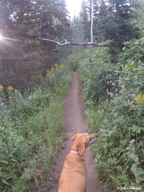 Hiking to Mill Canyon Peak, American Fork Canyon