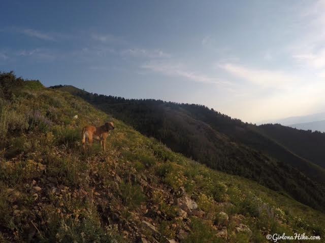 Hiking to Mill Canyon Peak, American Fork Canyon