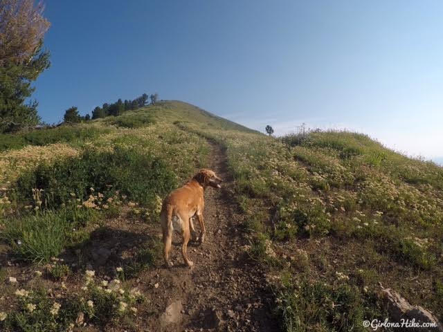 Hiking to Mill Canyon Peak, American Fork Canyon