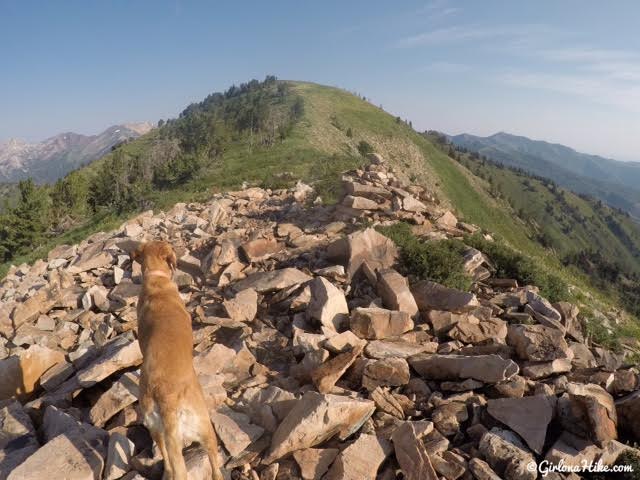 Hiking to Mill Canyon Peak, American Fork Canyon