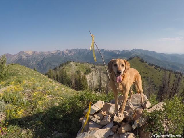 Hiking to Mill Canyon Peak, American Fork Canyon