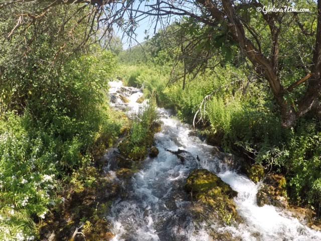 Visiting Cascade Springs, American Fork Canyon