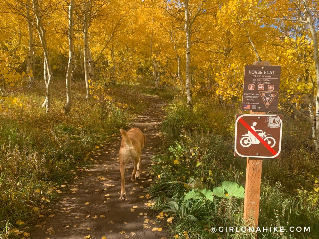 Hiking to the Primrose Overlook, American Fork Canyon