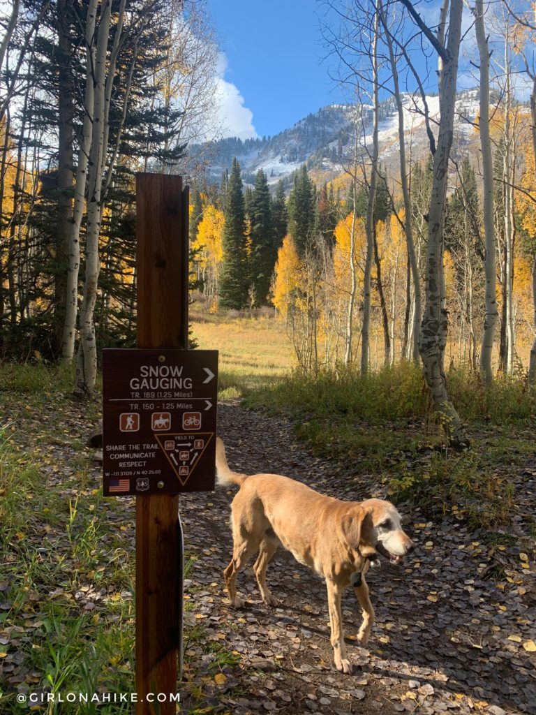 Hiking to the Primrose Overlook, American Fork Canyon