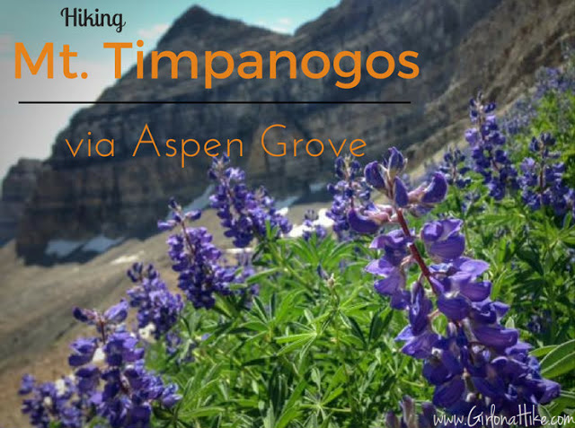 Hiking Mt. Timpanogos from Aspen Grove