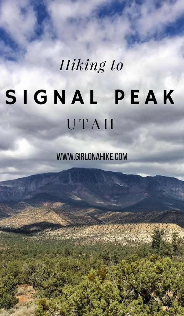 Hiking to Signal Peak, Pine Valley Mountains, Washington County High Point