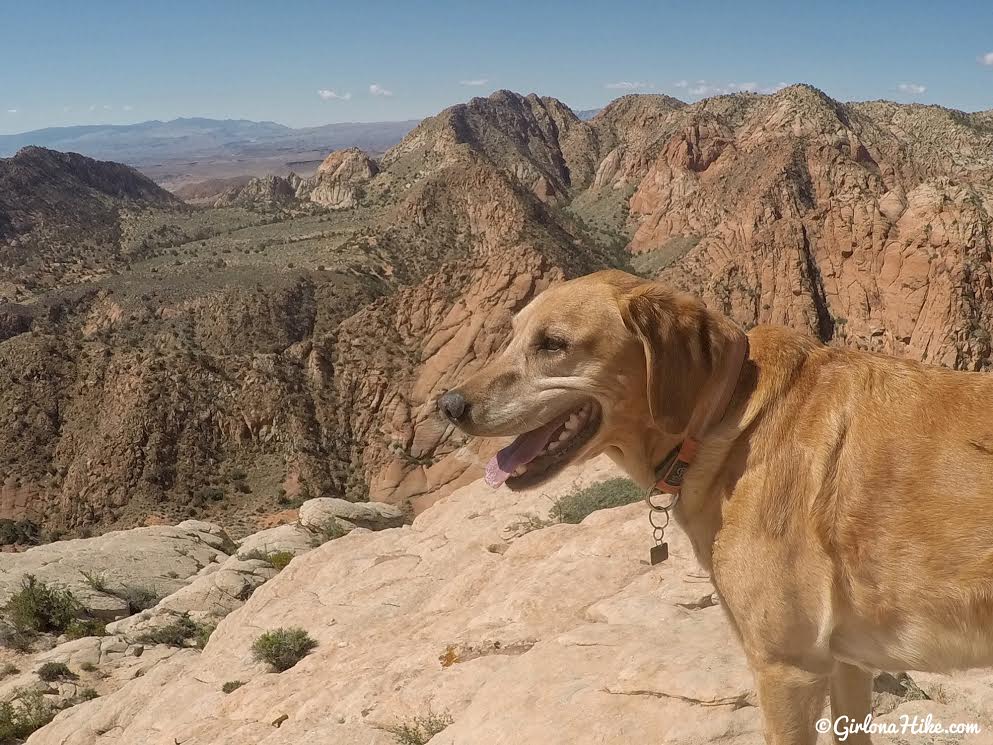 Exploring the Yant Flat Cliffs, St. George, Utah