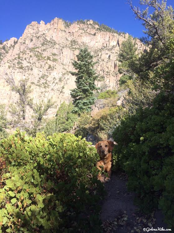 Hiking to Signal Peak, Pine Valley Mountains, Washington County High Point