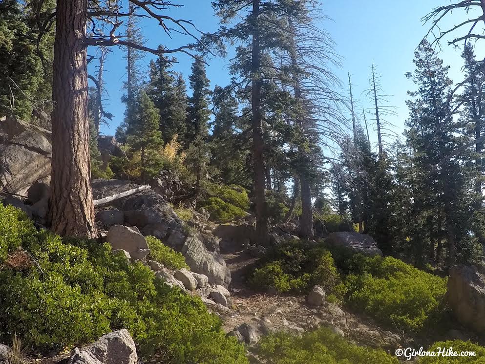 Hiking to Signal Peak, Pine Valley Mountains, Washington County High Point