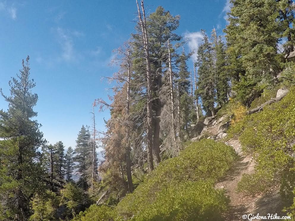 Hiking to Signal Peak, Pine Valley Mountains, Washington County High Point