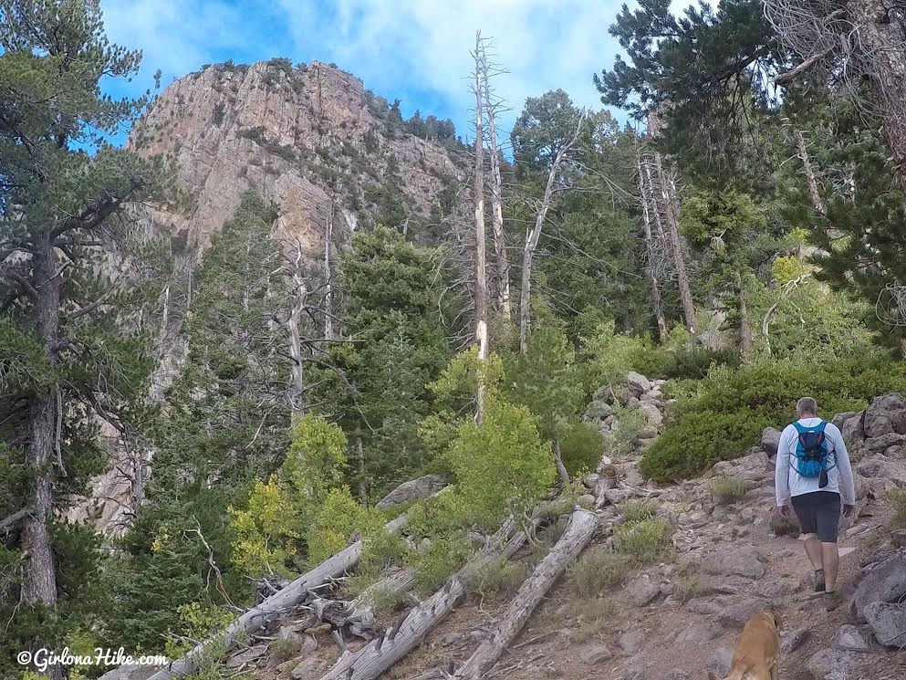 Hiking to Signal Peak, Pine Valley Mountains, Washington County High Point