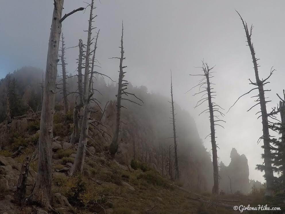 Hiking to Signal Peak, Pine Valley Mountains, Washington County High Point