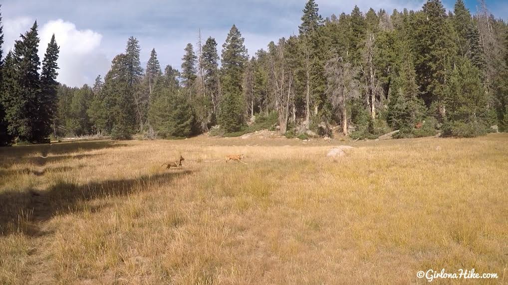 Hiking to Signal Peak, Pine Valley Mountains, Washington County High Point