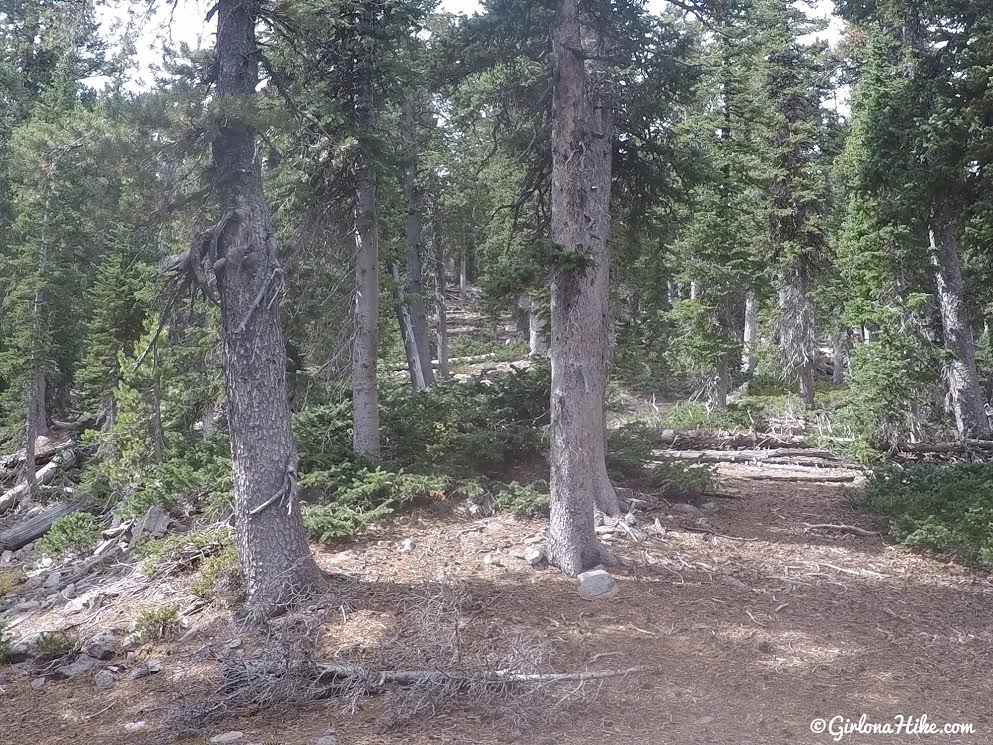 Hiking to Signal Peak, Pine Valley Mountains, Washington County High Point