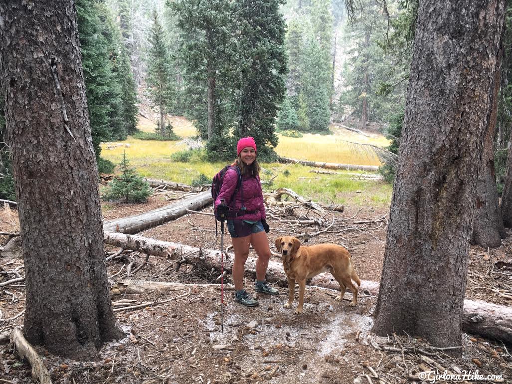 Hiking to Signal Peak, Pine Valley Mountains, Washington County High Point