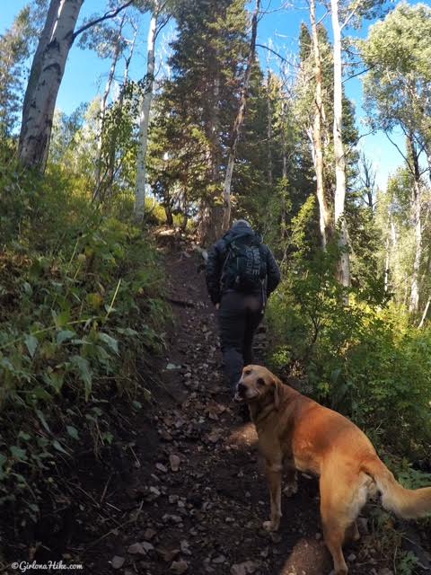 Hiking the Horse Flat Trail, American Fork Canyon