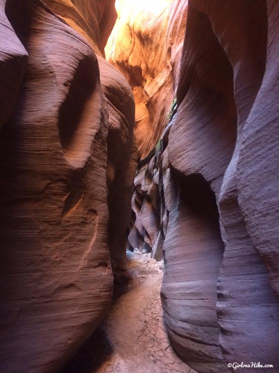 Backpacking Buckskin Gulch - Wire Pass to White House, Backpacking Buckskin Gulch with Dogs