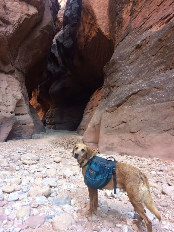 Backpacking Buckskin Gulch - Wire Pass to White House, Backpacking Buckskin Gulch with Dogs