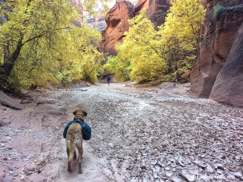 Backpacking Buckskin Gulch - Wire Pass to White House, Backpacking Buckskin Gulch with Dogs